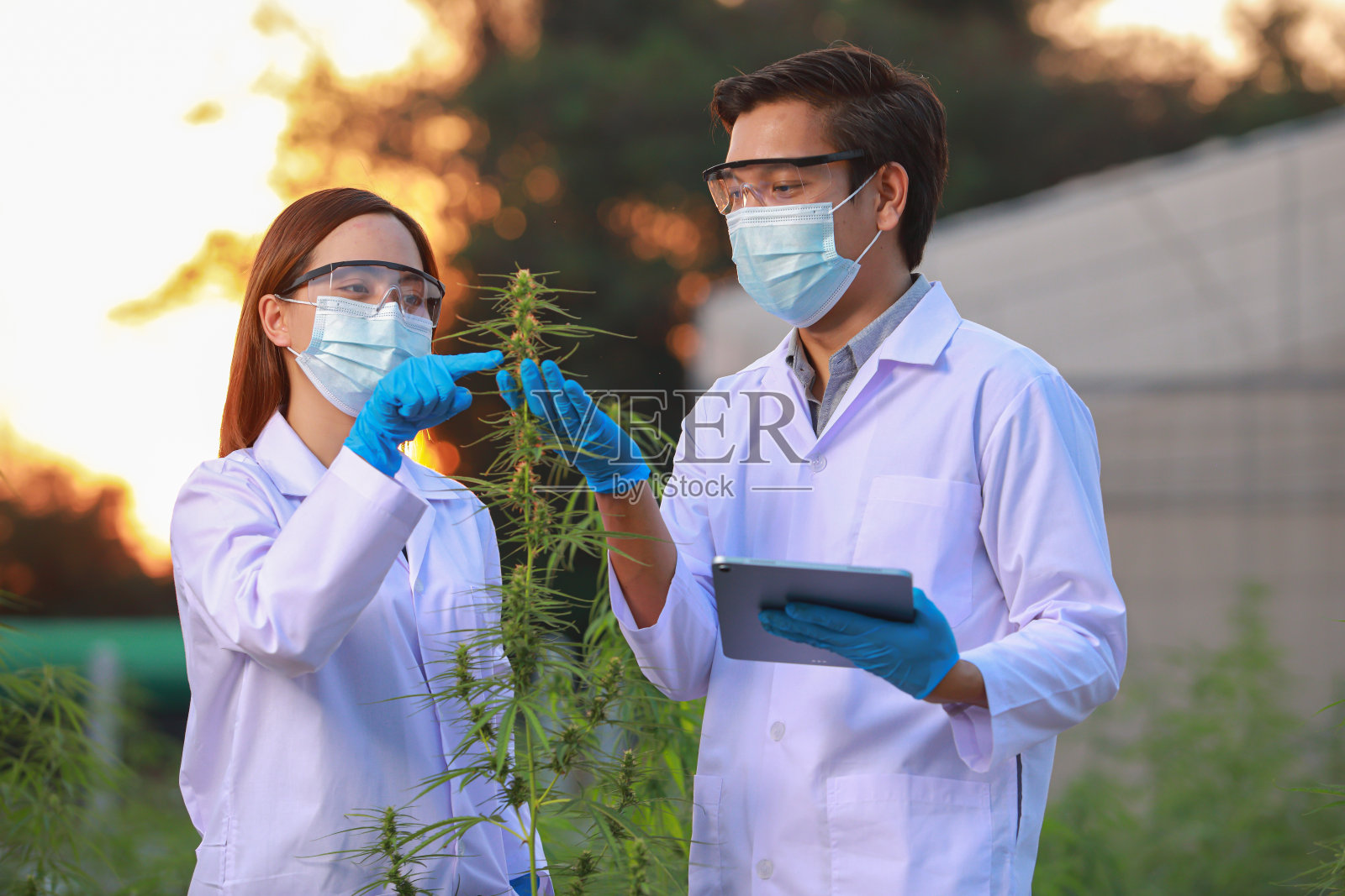 戴着手套的专家科学家在温室里检查大麻植物。中草药替代医学概念，cbd油，制药行业治疗各种疾病。照片摄影图片