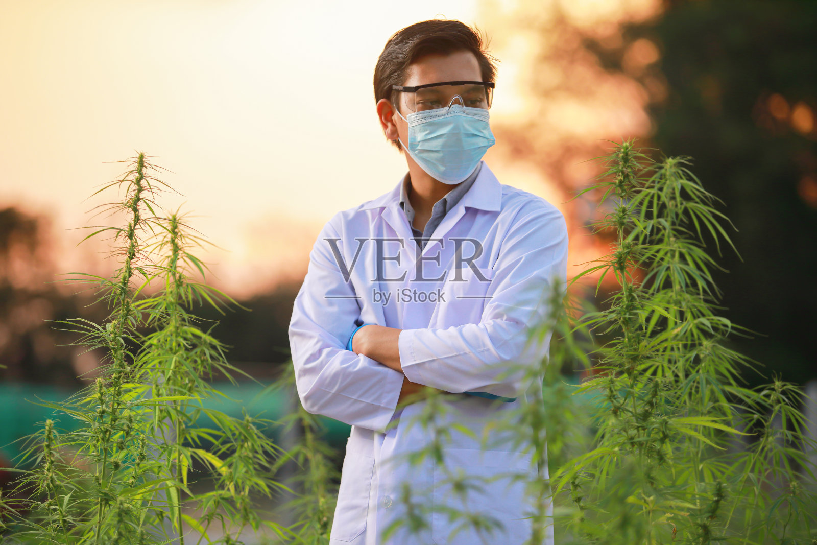 戴着手套的专家科学家在温室里检查大麻植物。中草药替代医学概念，cbd油，制药行业治疗各种疾病。照片摄影图片