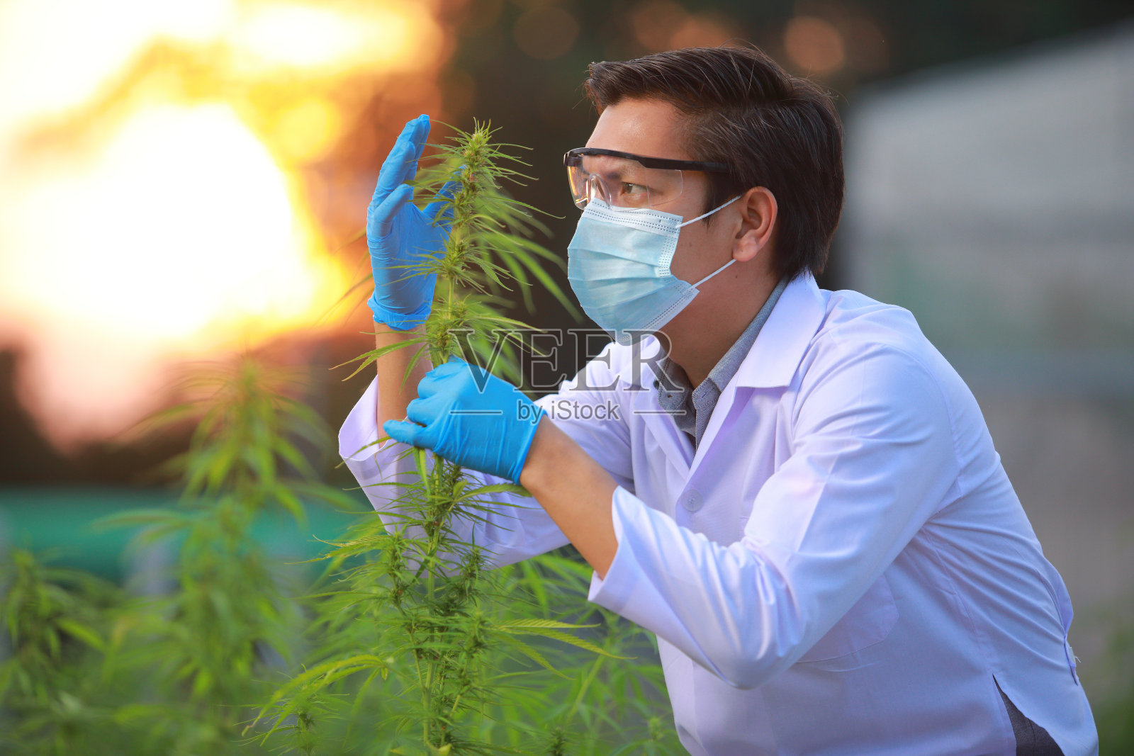 戴着手套的专家科学家在温室里检查大麻植物。中草药替代医学概念，cbd油，制药行业治疗各种疾病。照片摄影图片