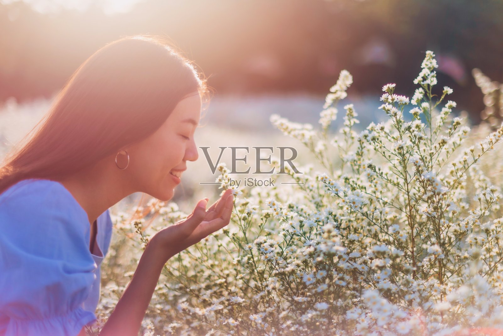 亚洲美丽的年轻女子旅行和拍摄照片在白色的花田风景背景。泰国夏季旅游的概念。照片摄影图片