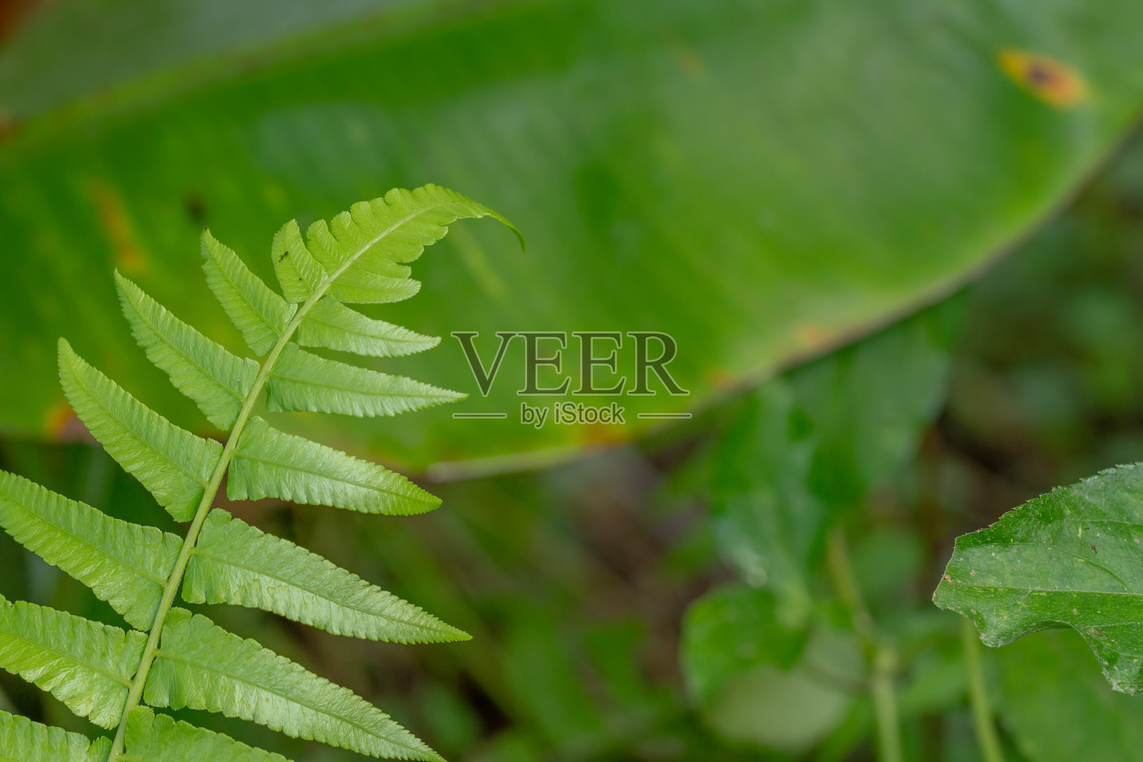 指骨状的绿色蕨类叶子，绿色叶子背景照片摄影图片