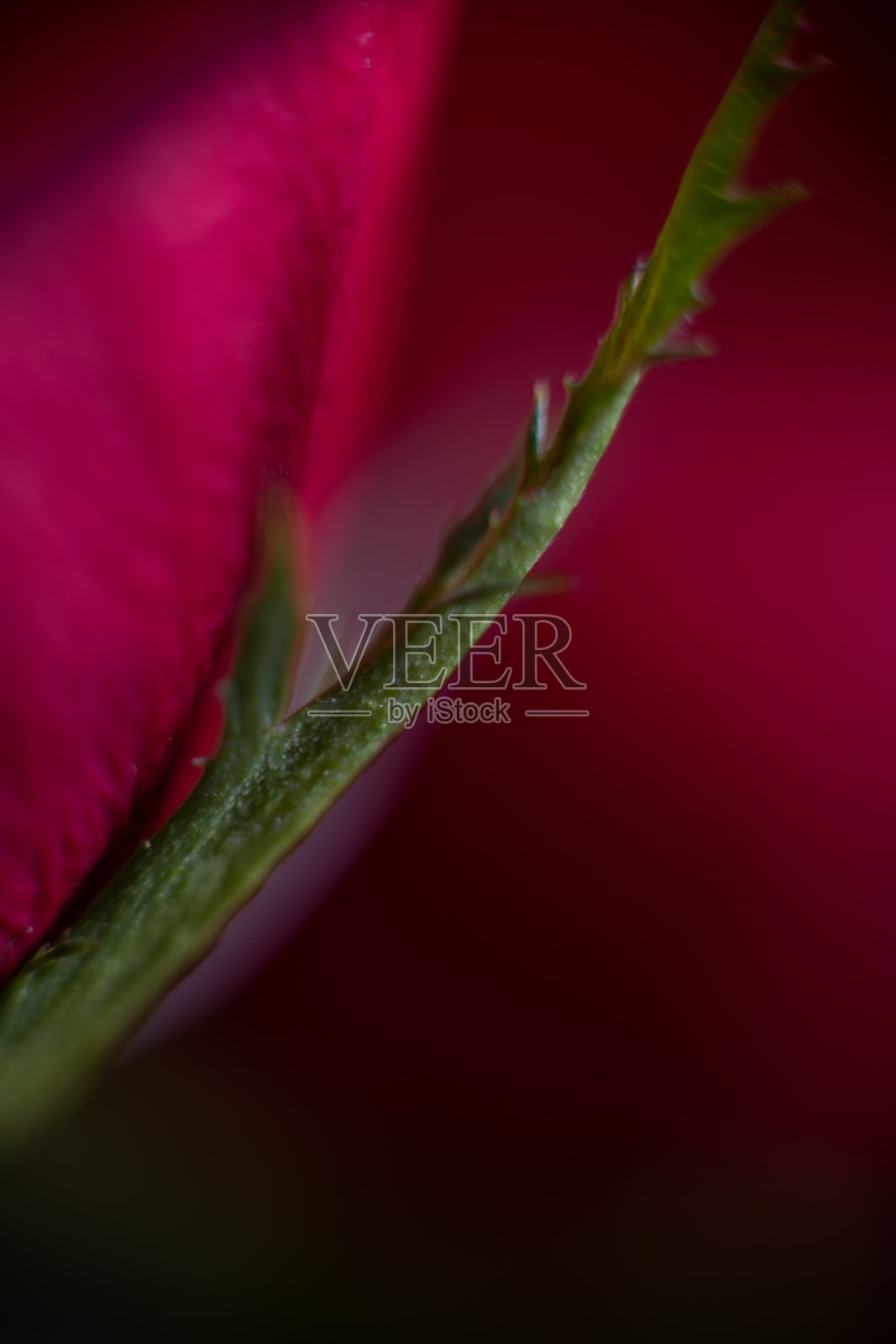 MISC花卉拍摄照片摄影图片