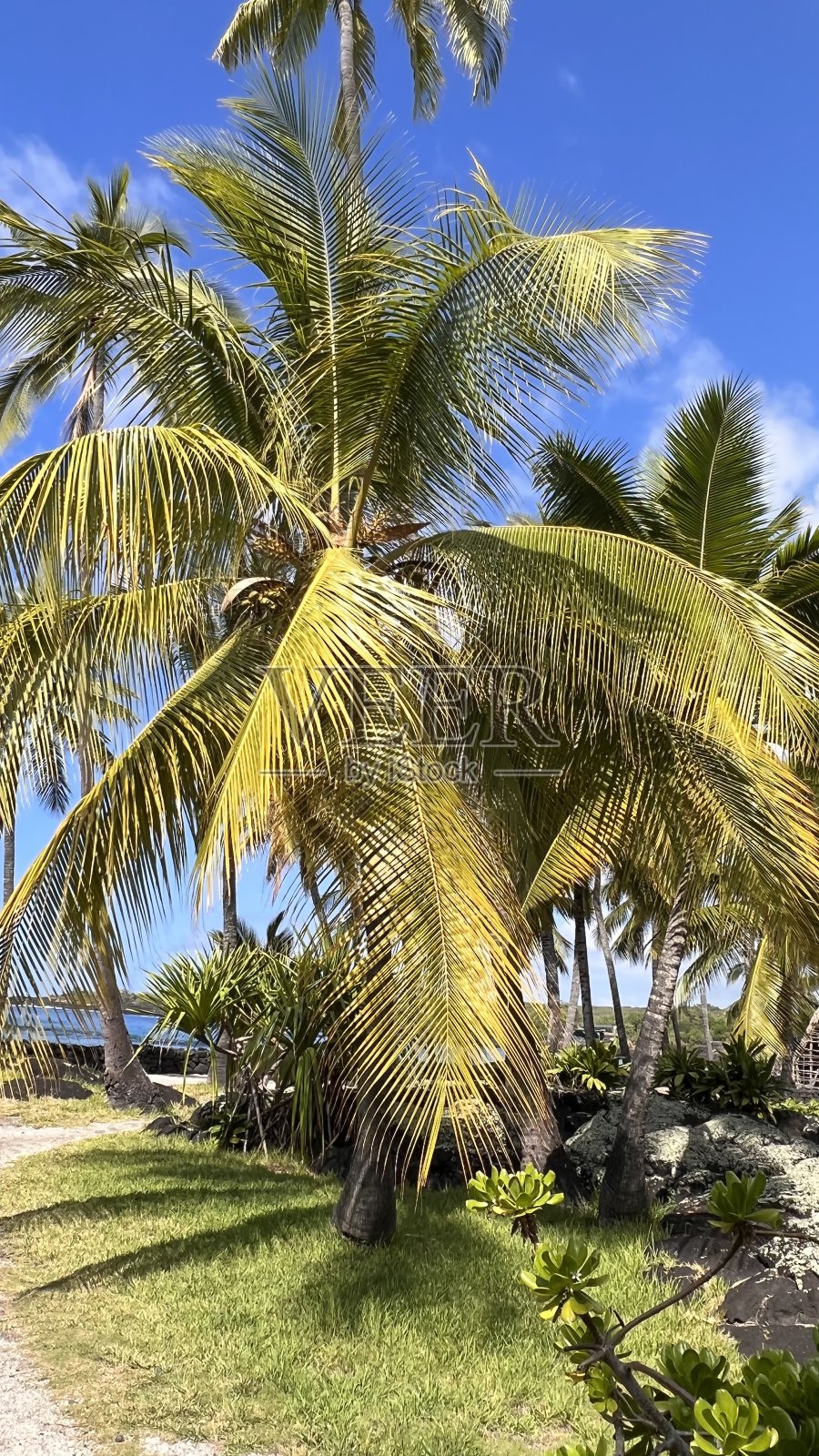 夏威夷美丽的自然风光照片摄影图片