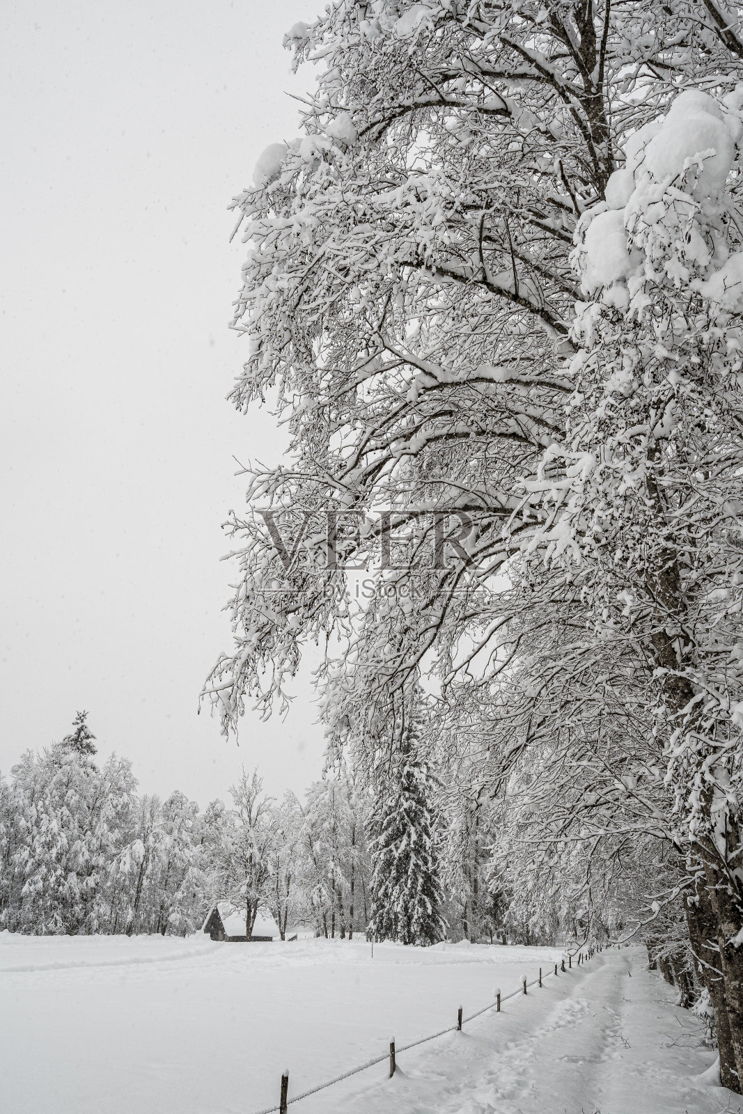 冬日旅行车 - 维基百科，自由的百科全书照片摄影图片