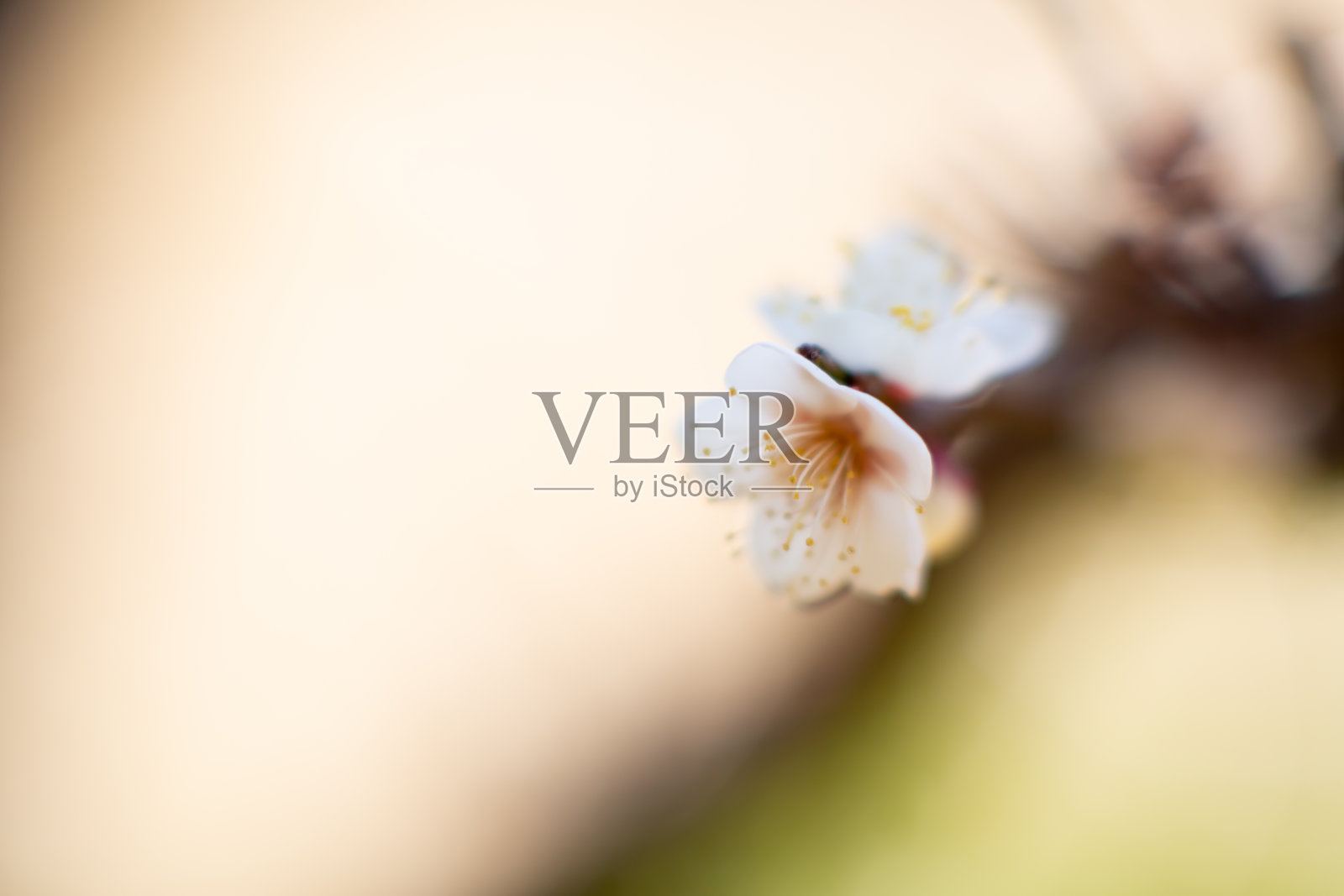 梅花照片摄影图片