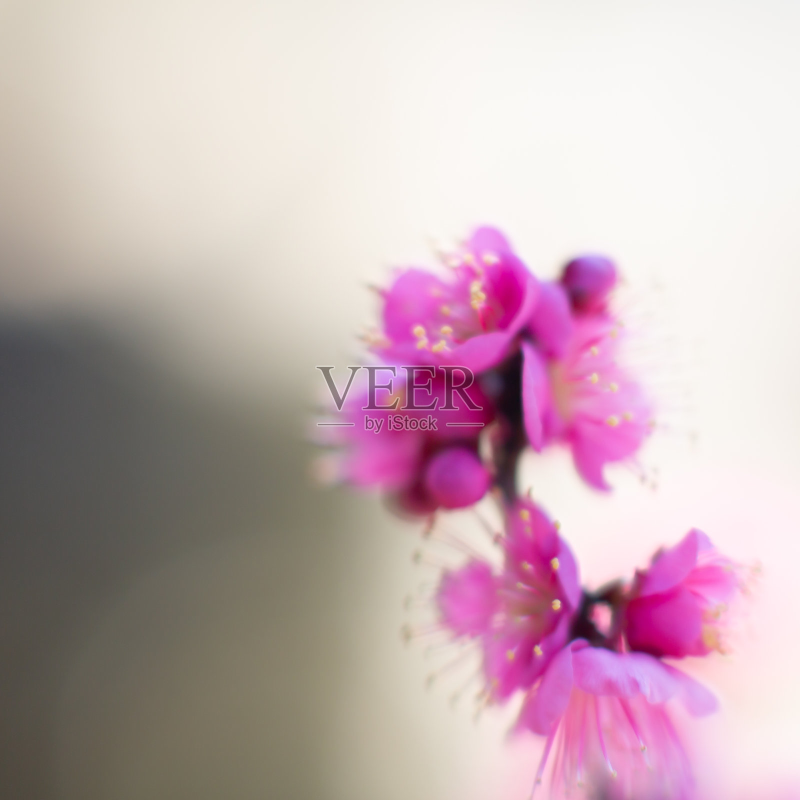 plum blossom（红梅）照片摄影图片