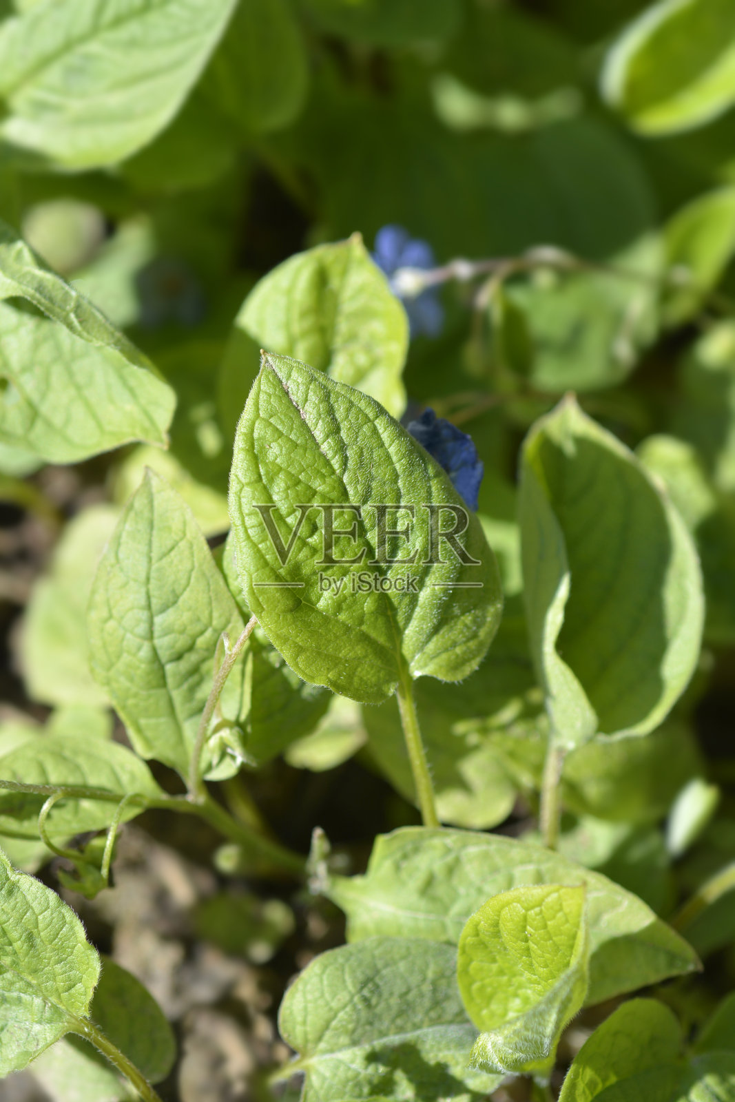 蓝眼睛的玛丽照片摄影图片