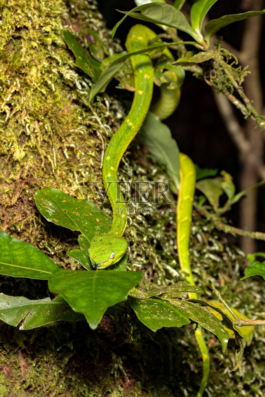 Bothriechis lateral alis, Green Green snake, Santa Elena, Costa Rica野生动物照片摄影图片