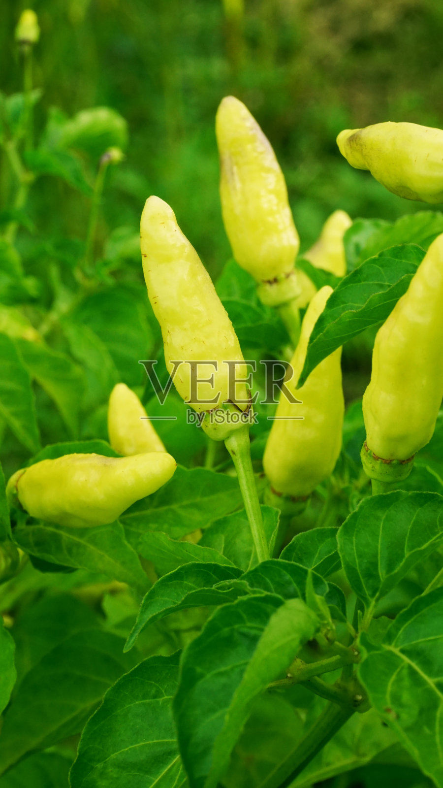 辣椒frutescens照片摄影图片