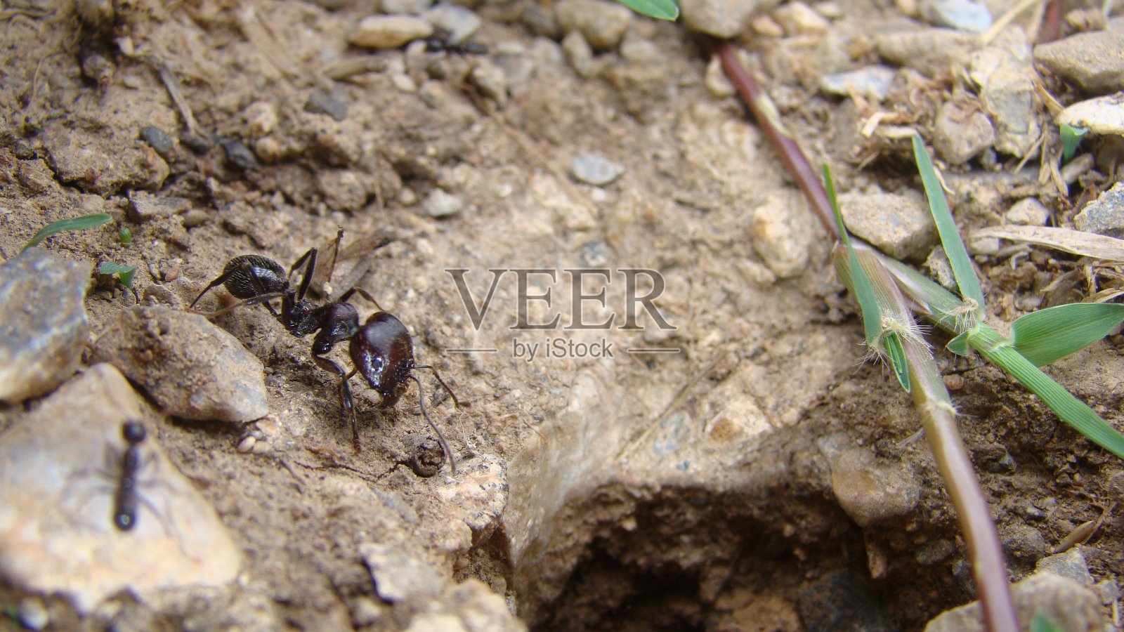 蚂蚁在自然栖息地工作，蚁穴入口处的蚂蚁，土壤纹理，土块、沙子和小石头，微距照片照片摄影图片