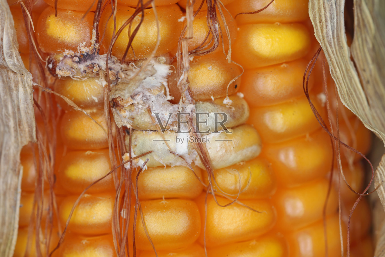 镰刀菌的穗部腐烂症状在籽粒上。由真菌镰孢菌引起的一种严重的玉米病害。f . verticillioides。造成粮食产量严重损失。照片摄影图片