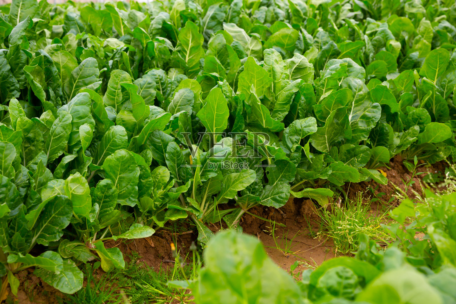 田地里种植着绿色的甜菜照片摄影图片