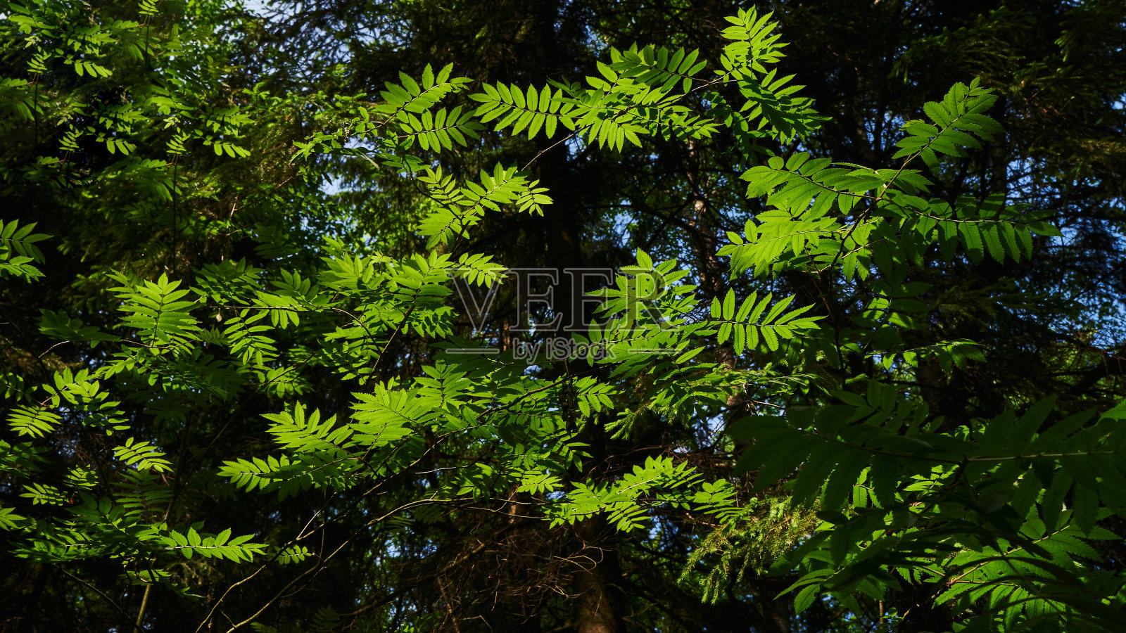 绿色的叶子在阳光的照射下映在树上照片摄影图片