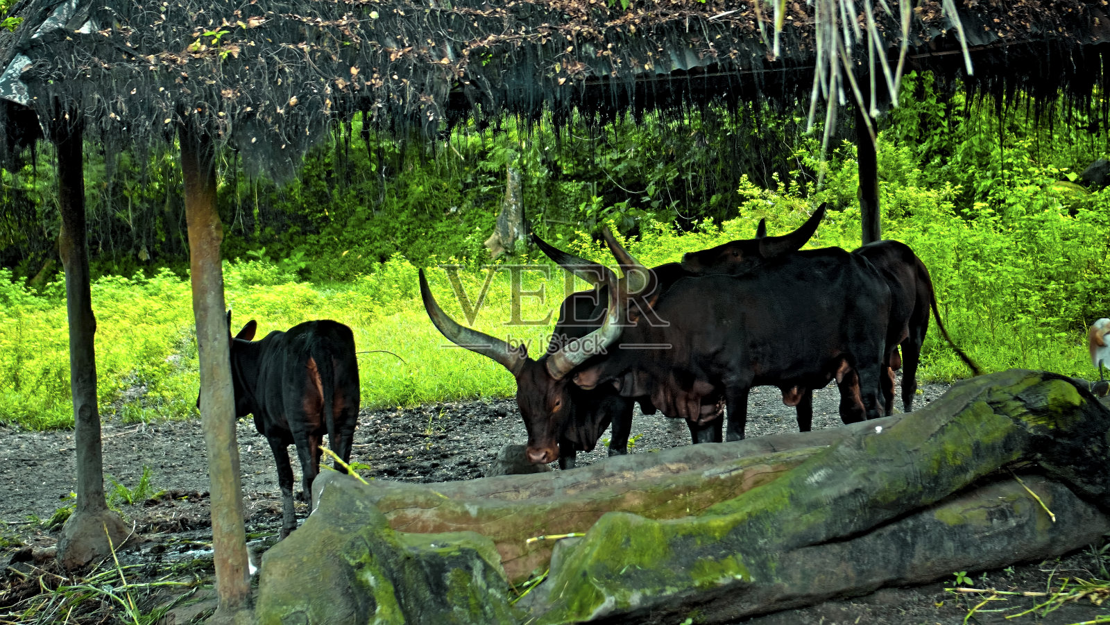 野生非洲水牛呆在森林里的地面上照片摄影图片