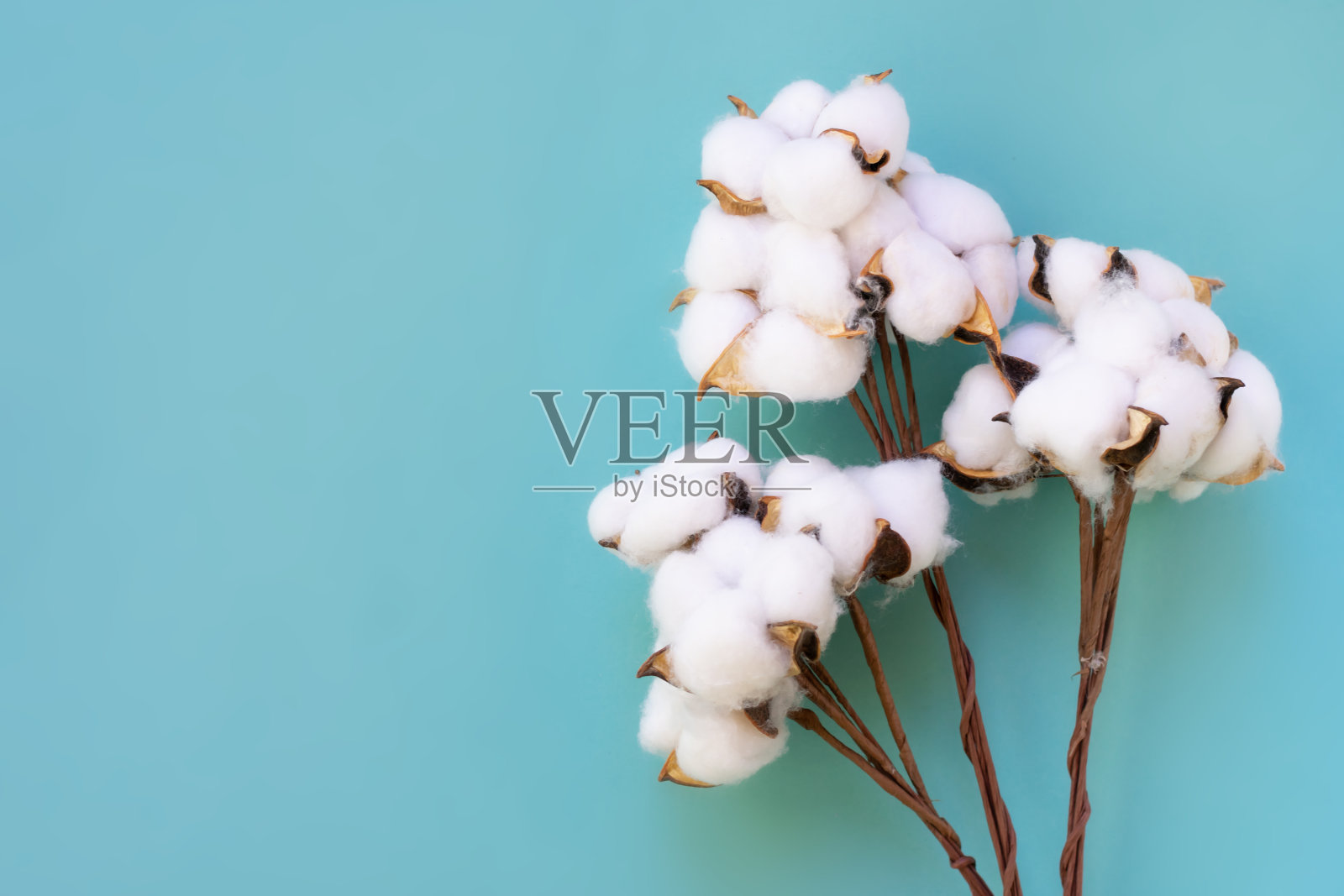 近距离观察在蓝色的背景与复制空间棉花分支。照片摄影图片