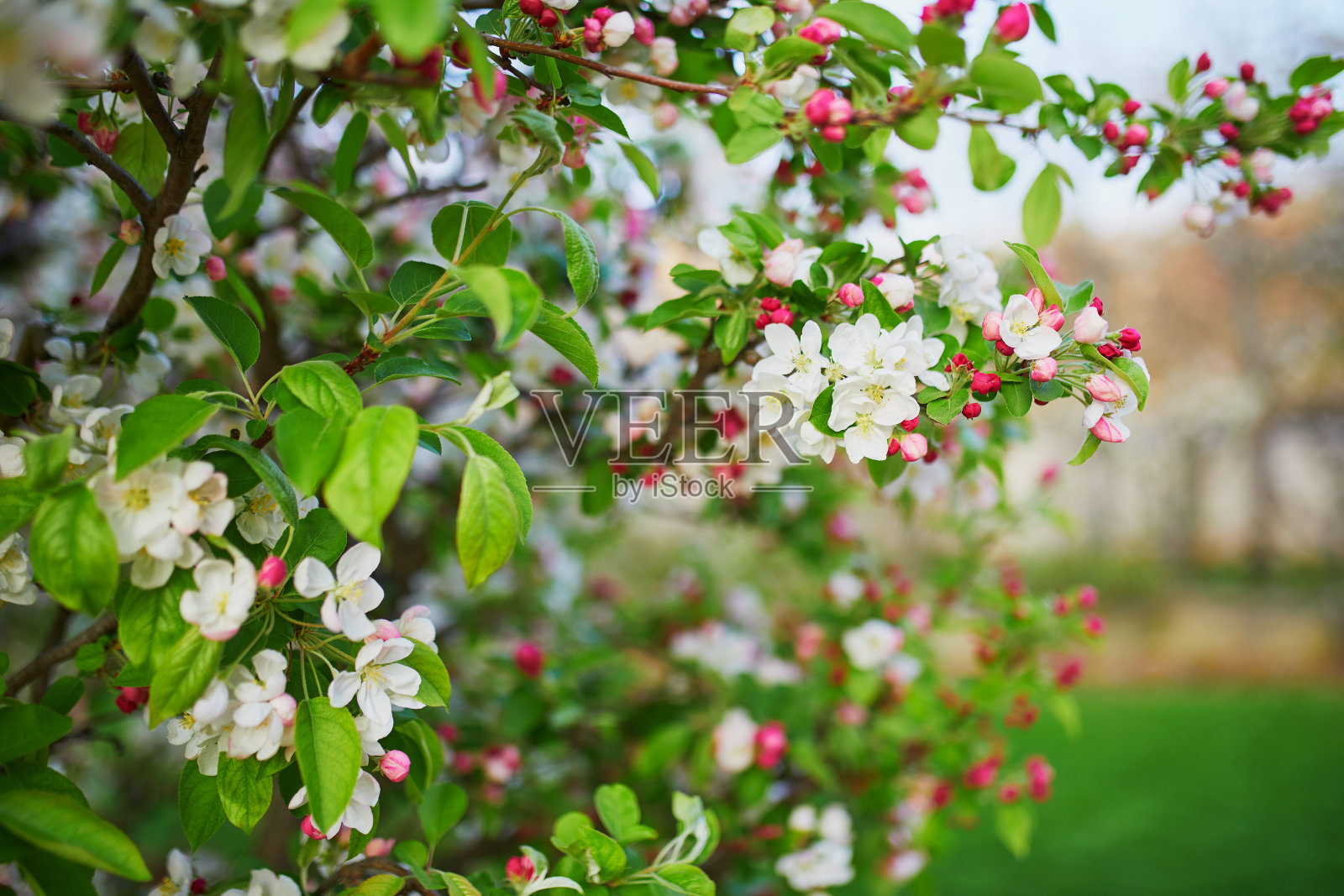 春天的一天，一棵盛开的白色苹果树照片摄影图片