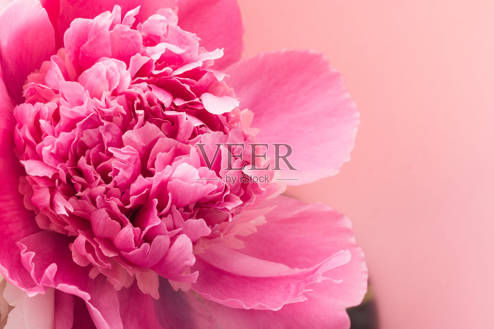 粉红色背景上的粉红色牡丹照片摄影图片