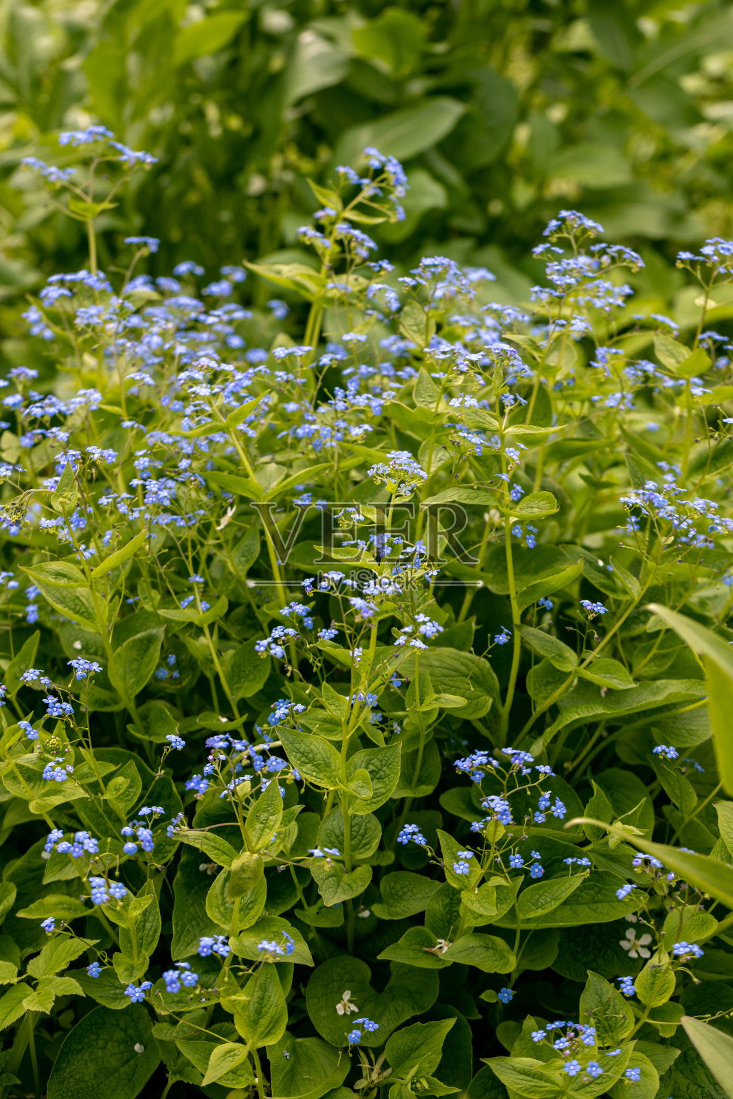 Brunnera macrophylla。大的绿叶和带小的蓝色花的花序形成了连续的灌木丛。照片摄影图片