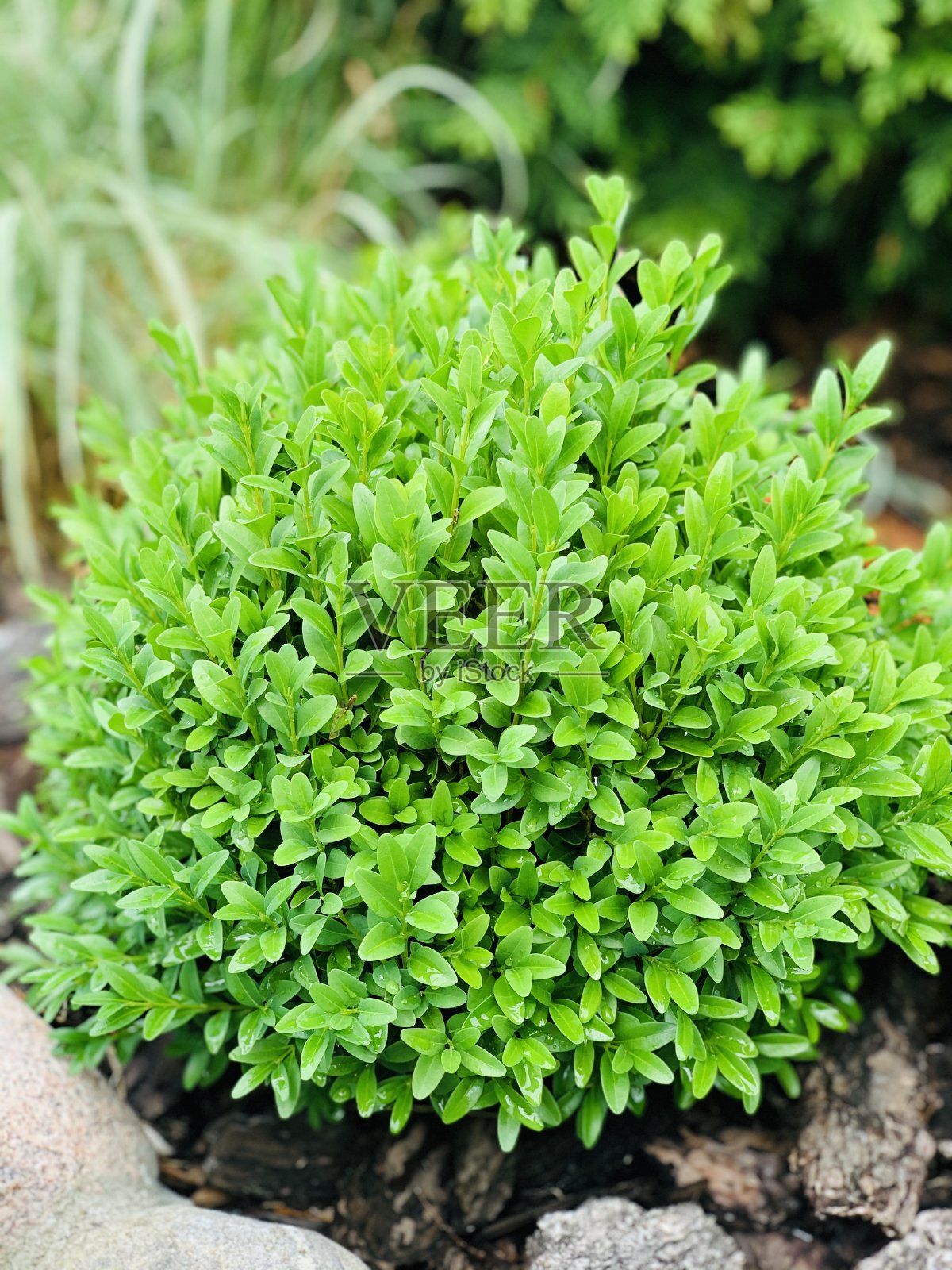 剪进行了它们。照片摄影图片