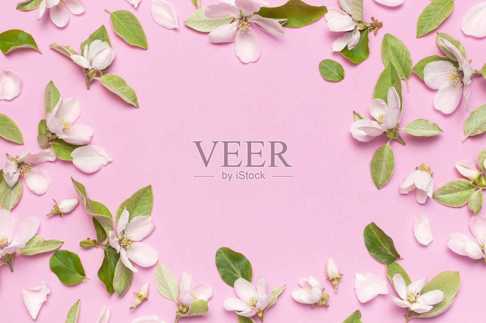 春天的自然背景。美丽的盛开的春天的花与绿色的叶子粉红色的背景平躺在顶视图。春观，花构成，花开娇嫩。花朵图案照片摄影图片