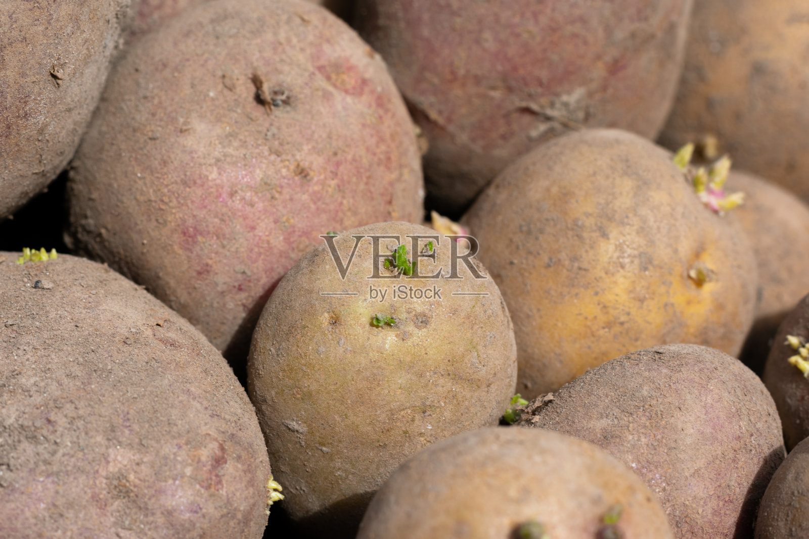 马铃薯块茎已准备好播种以收获照片摄影图片