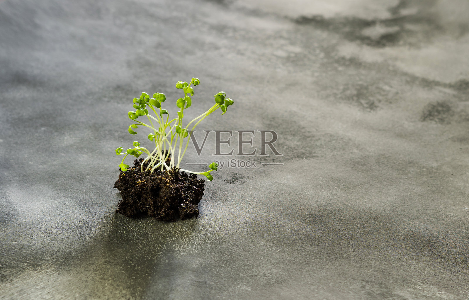 种子球在灰色背景。种子轰炸。地球球。本空间照片摄影图片