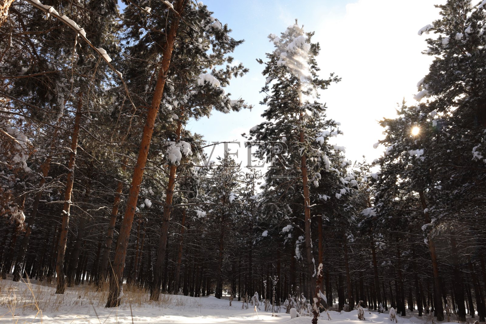 土耳其旅游。
土耳其埃尔祖鲁姆市森林里的雪。
-50摄氏度。
美丽的冬天有白雪覆盖的树木，松树。
森林里下雪，天气寒冷。
野生动物,野生自然照片摄影图片