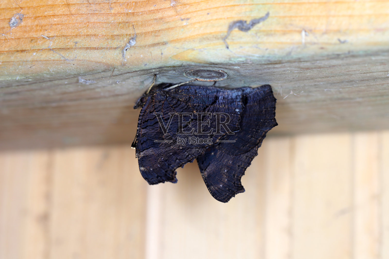 蛱蝶科也被称为刷足蝶或四足蝶，在一个木棚里过冬。照片摄影图片