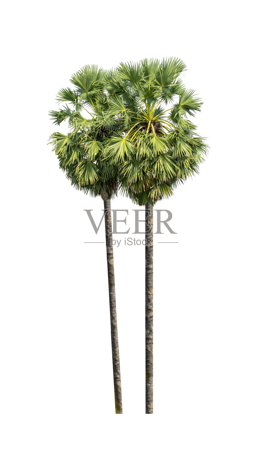 糖棕榈孤立在白色背景上。照片摄影图片