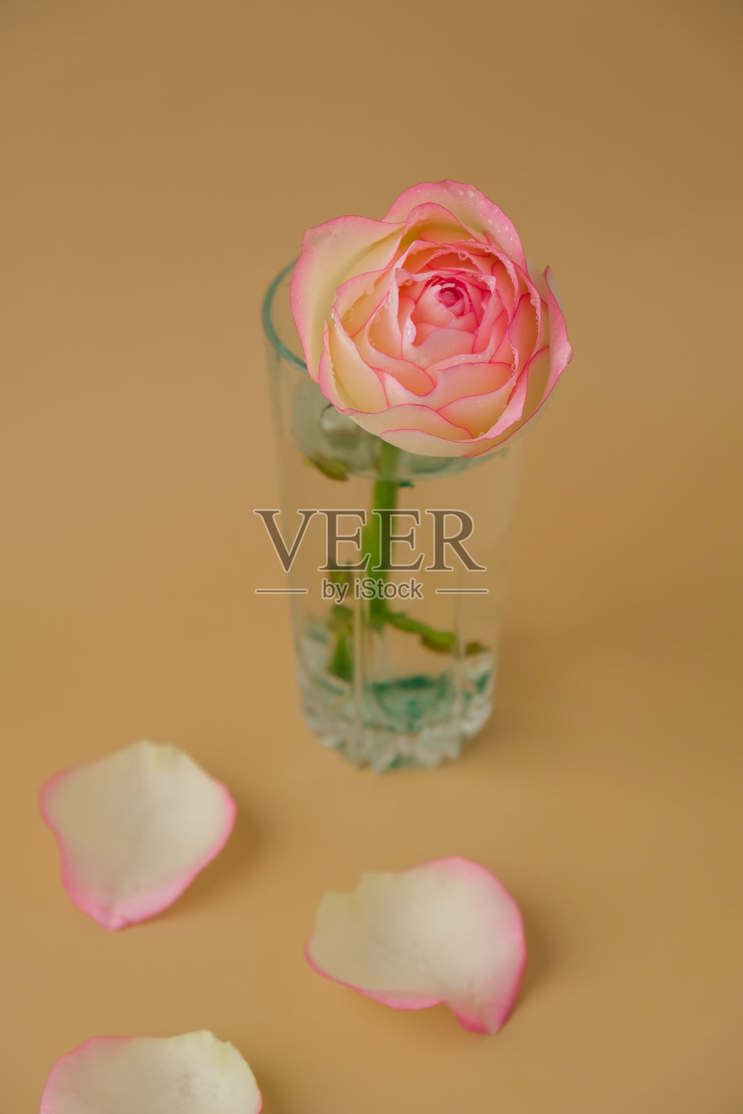 精致的粉红色玫瑰在米色背景花瓶上。最小的组合。抽象艺术的想法。浪漫的淡粉色玫瑰花。现代美学。中性大地色调照片摄影图片