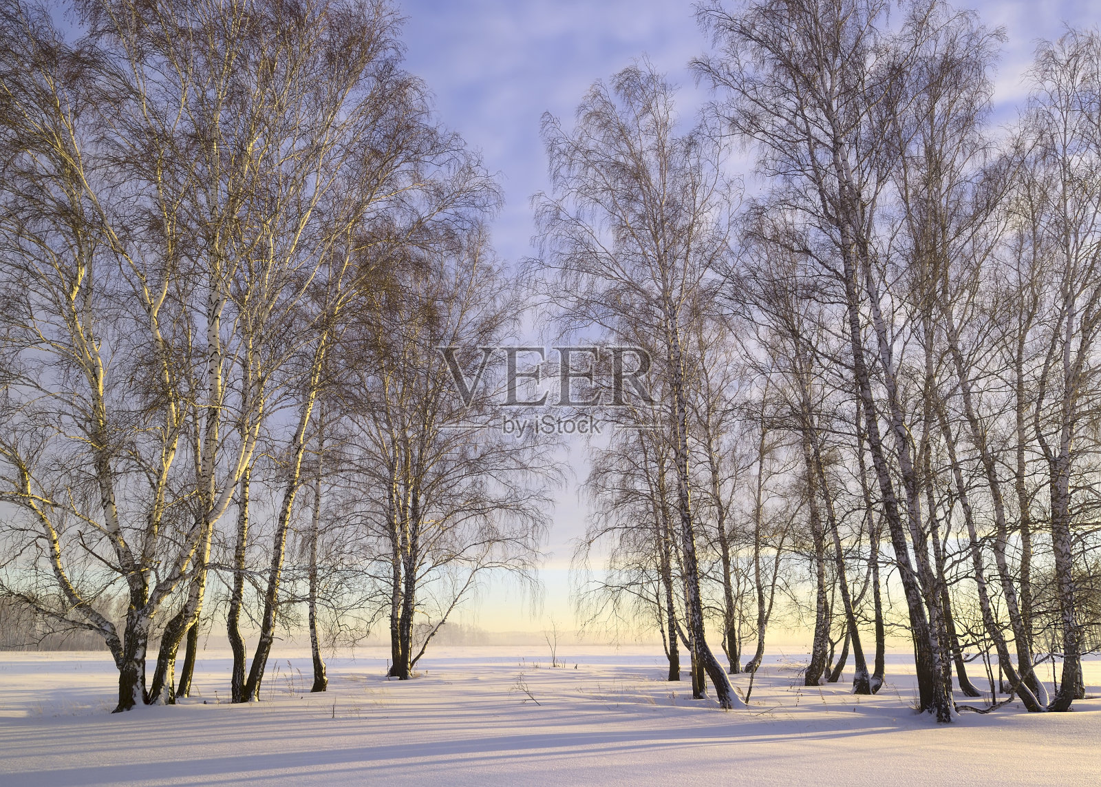 冬季桦林照片摄影图片