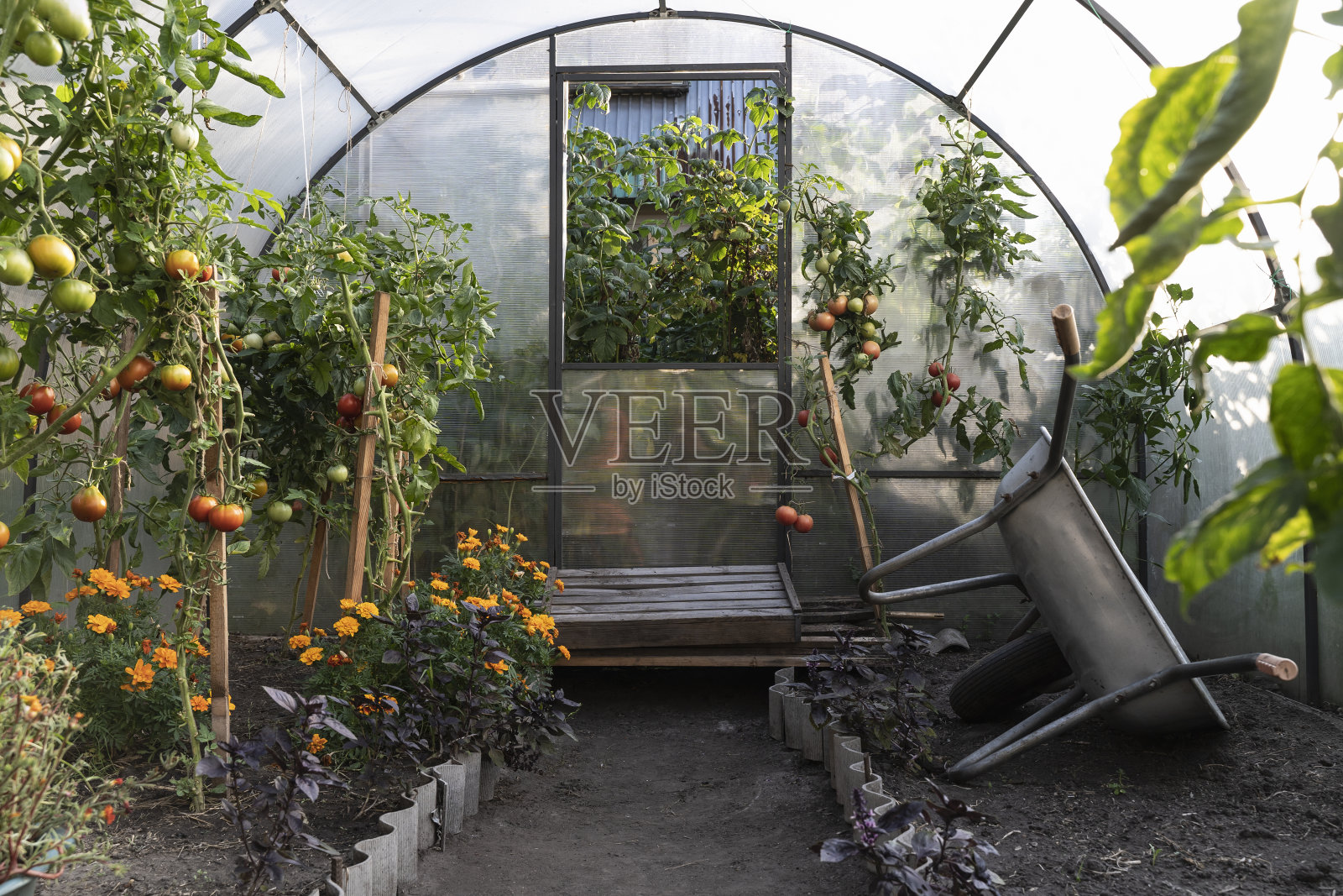 温室里的秋天在花园里。后花园的温室，开门通风照片摄影图片