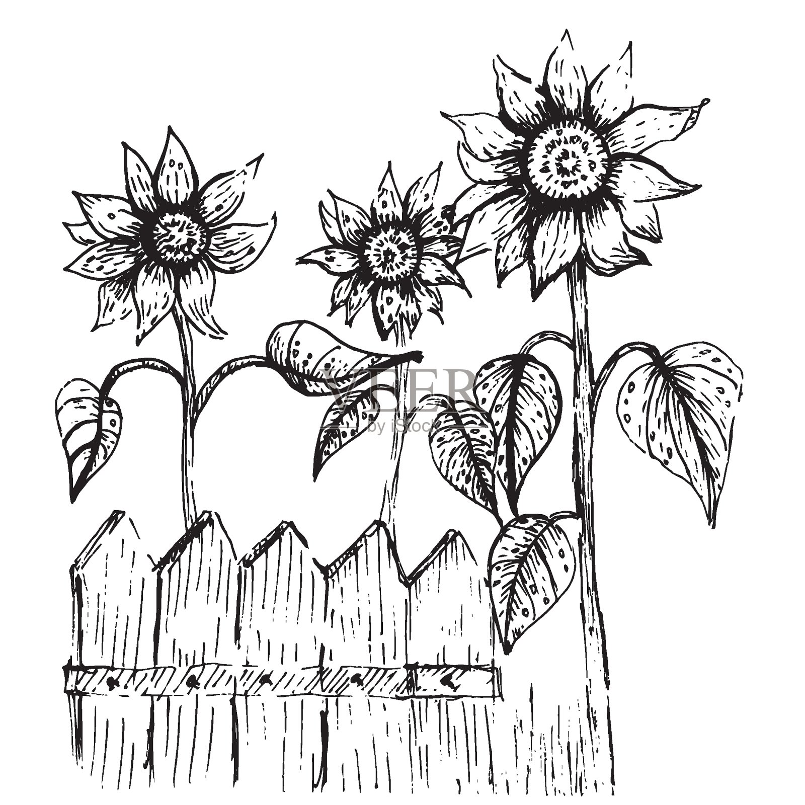 木栅栏后面的向日葵。矢量手绘插图。插画图片素材