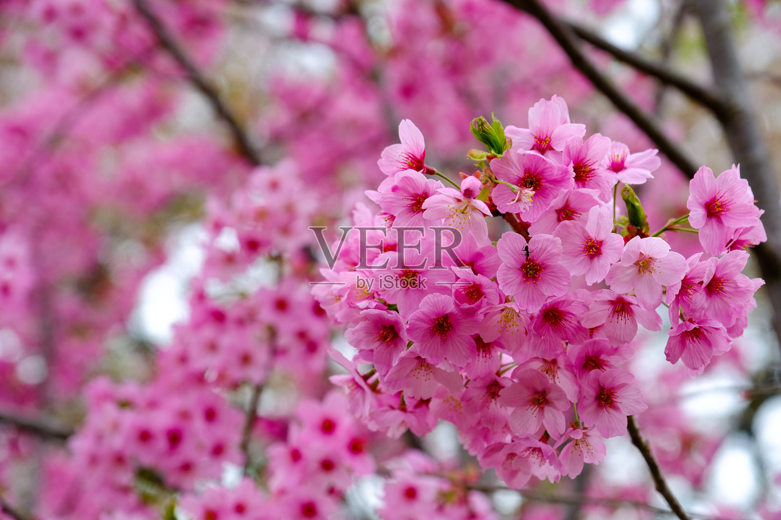 宏观聚焦粉红色樱花樱花，鲜花盛开在春天的季节在日本，接近樱花花软焦点模糊樱花枝背景。照片摄影图片