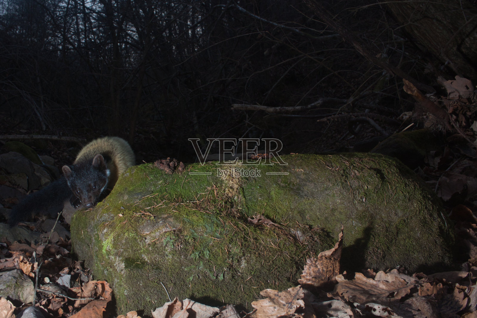 黄喉貂(黄貂)，特写镜头照片摄影图片