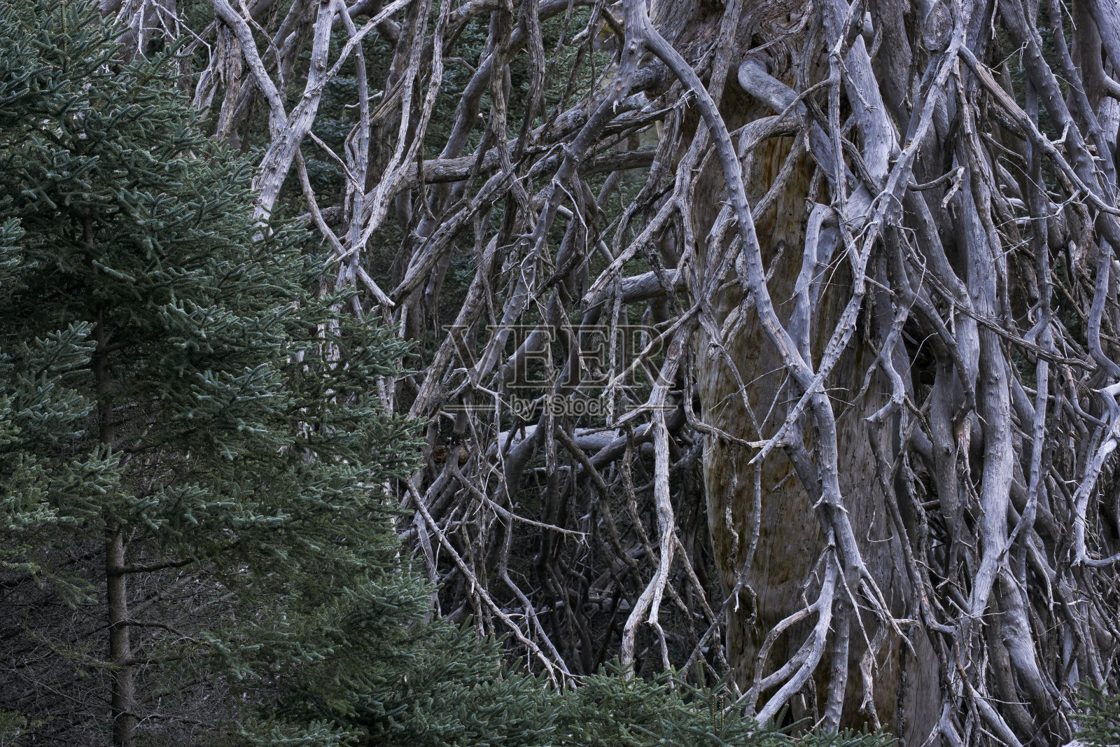 马拉加的尼夫斯山脉国家公园里，年轻和年老的西班牙冷杉(Abies pinsapo)。欧洲,西班牙照片摄影图片