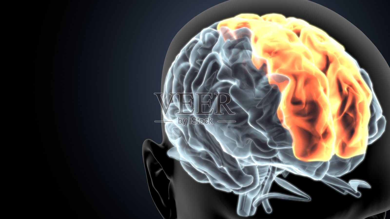 人脑扣带回三维示意图照片摄影图片