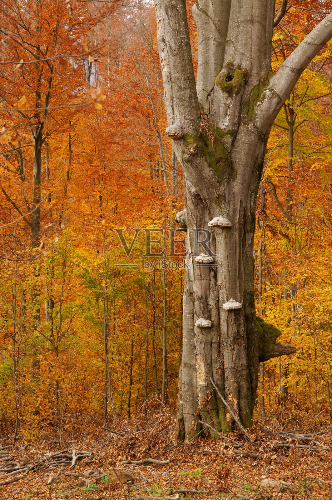 山区山毛榉林的自然更新。喀尔巴阡山,波兰。照片摄影图片