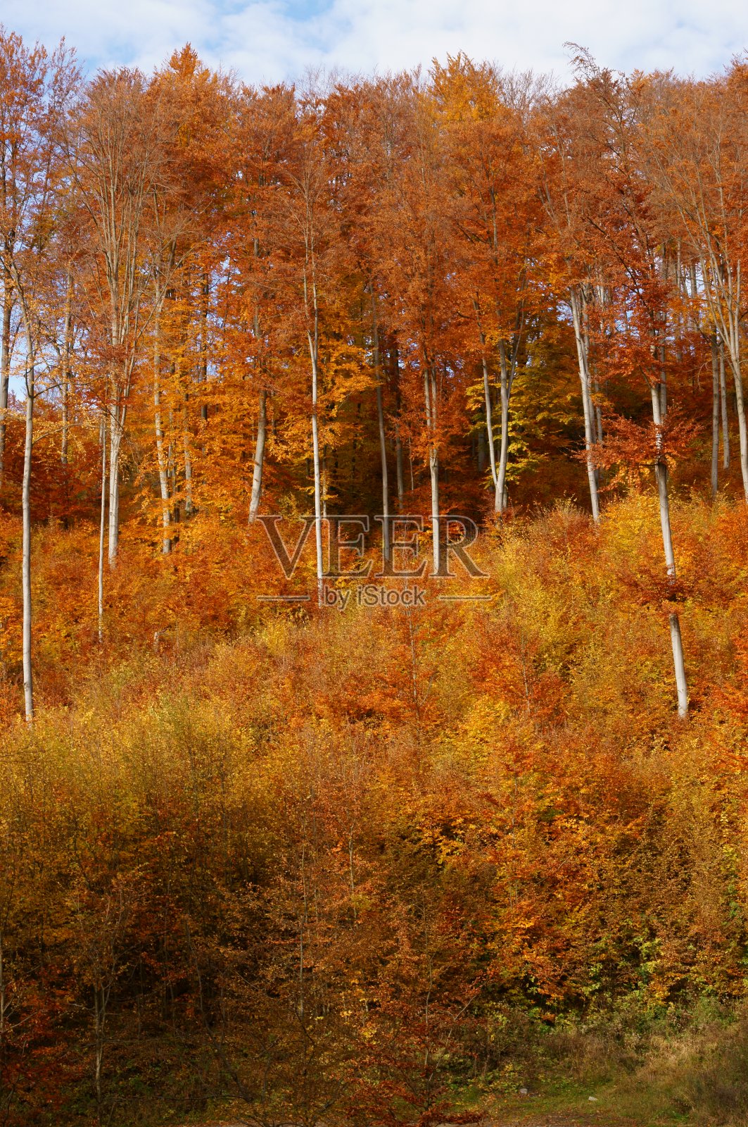山区山毛榉林的自然更新。喀尔巴阡山,波兰。照片摄影图片