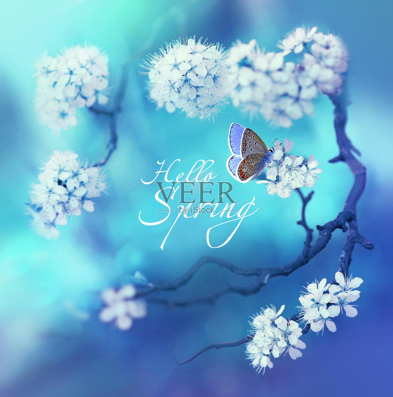 即将到来的春天的形象概念-开花的樱桃枝和蝴蝶在蓝色的背景上。照片摄影图片