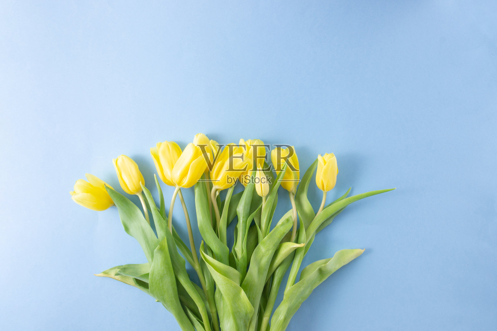 黄色郁金香花在蓝色的背景上。母亲节，生日，情人节。节日的概念。春天的象征。平躺，顶视图，复制空间照片摄影图片