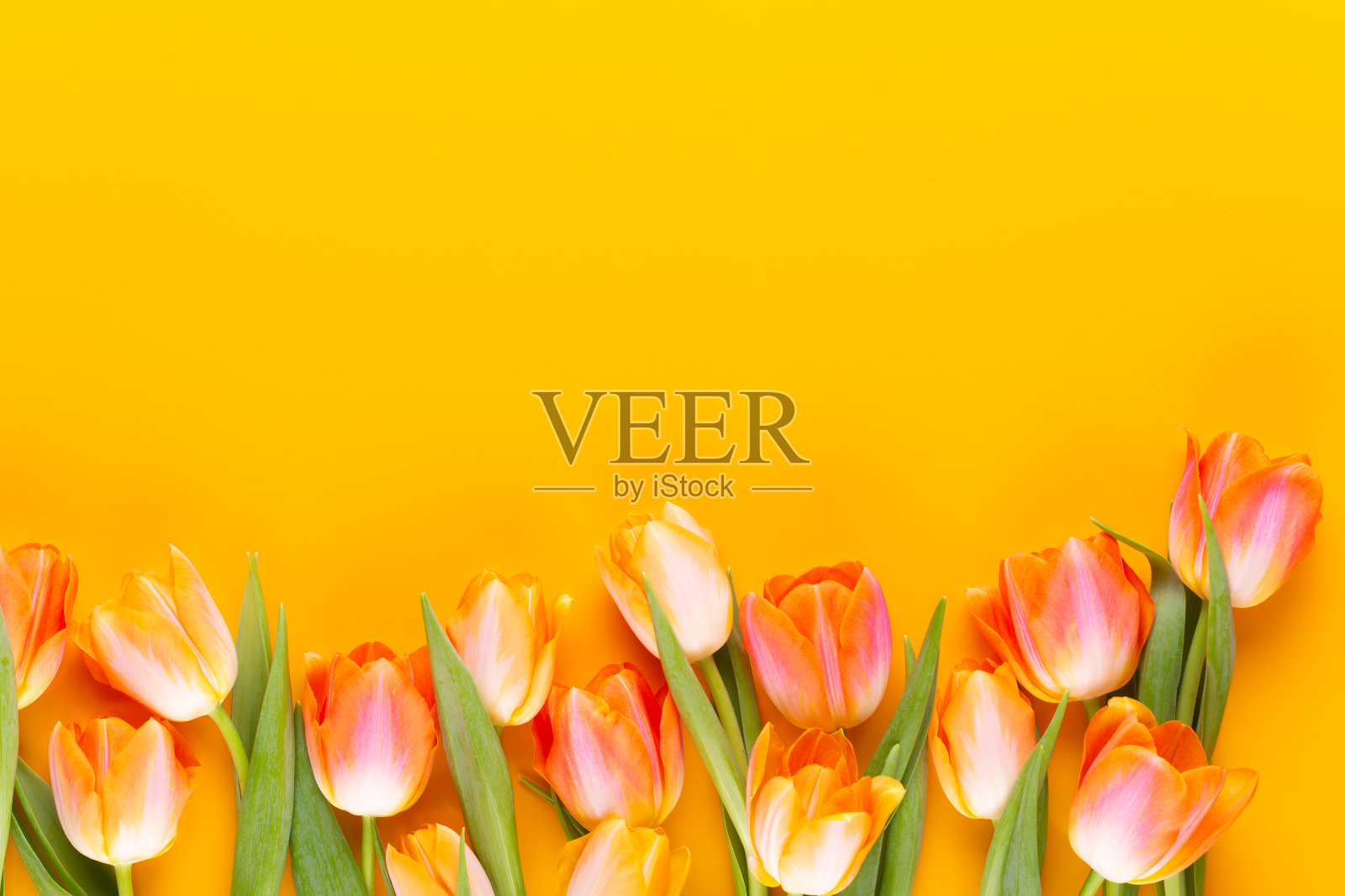 黄色蜡笔颜色郁金香在黄色的背景。照片摄影图片