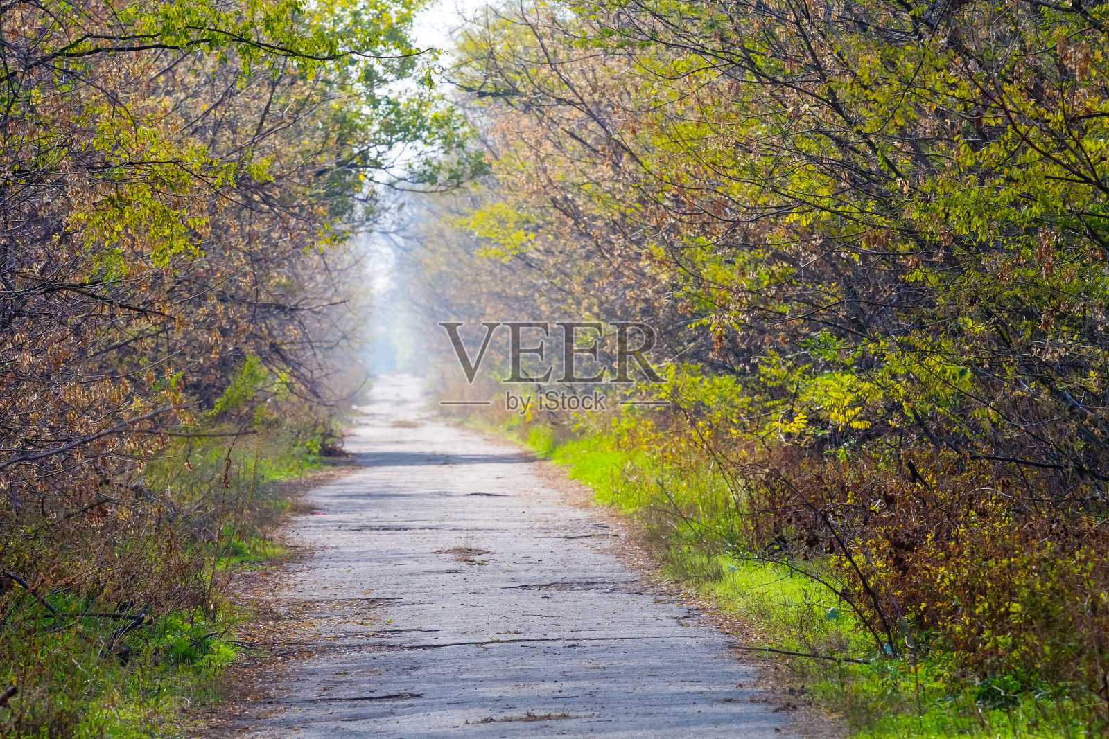穿过一个秋天公园的路照片摄影图片