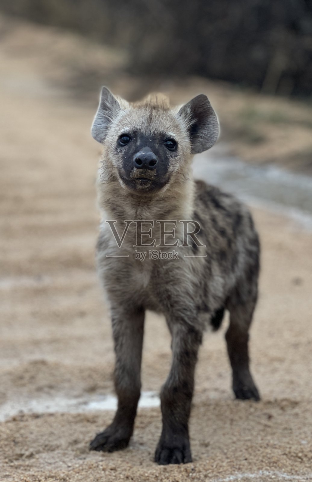 克鲁格国家公园的鬣狗幼崽照片摄影图片