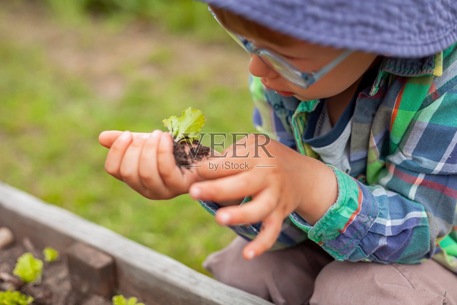 孩子在后院的菜园里种菜照片摄影图片