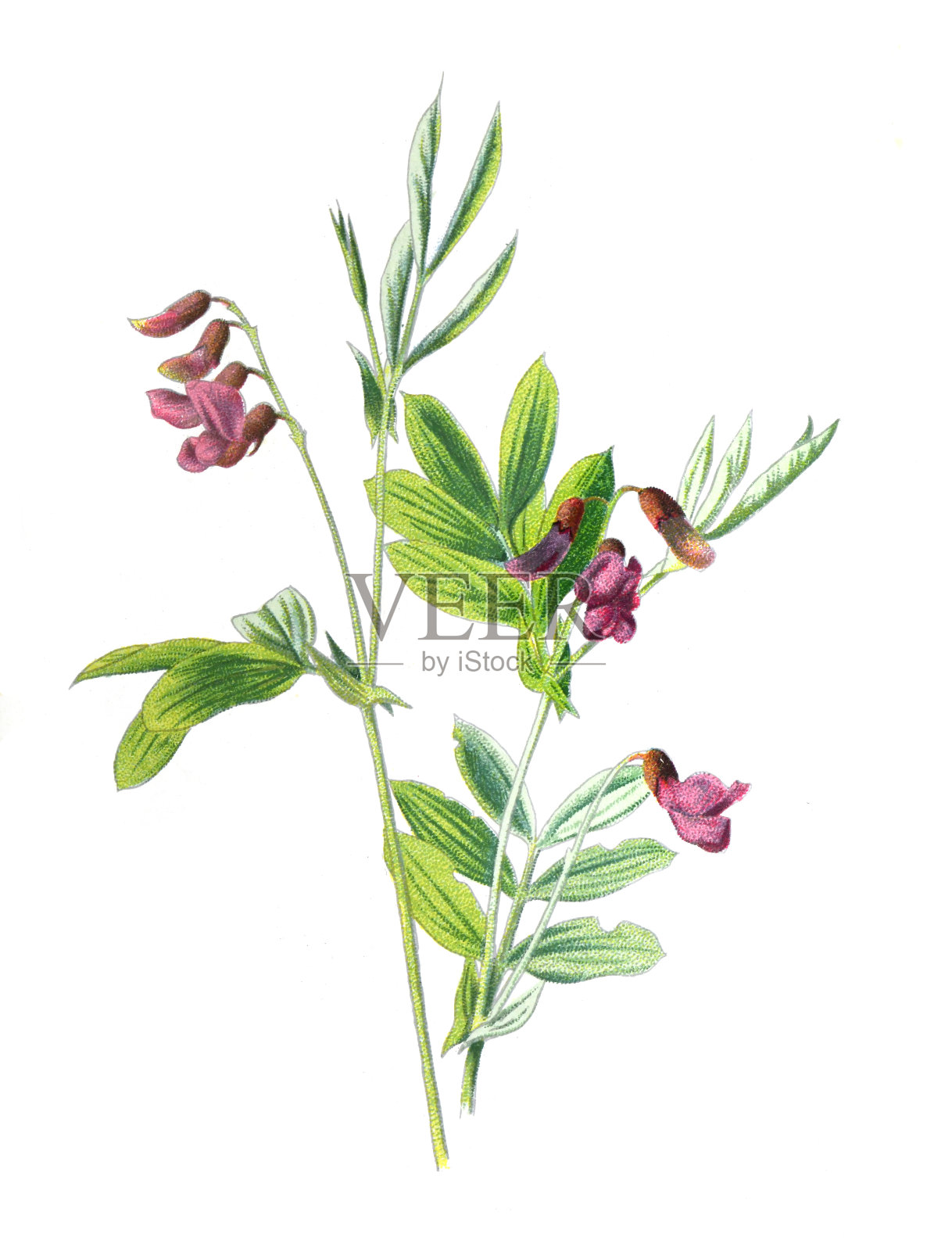 结节瘤花(也称为块茎豌豆，块茎vetchling)。古董手绘田野花卉插图。古董花。野花插图。19世纪。设计元素图片