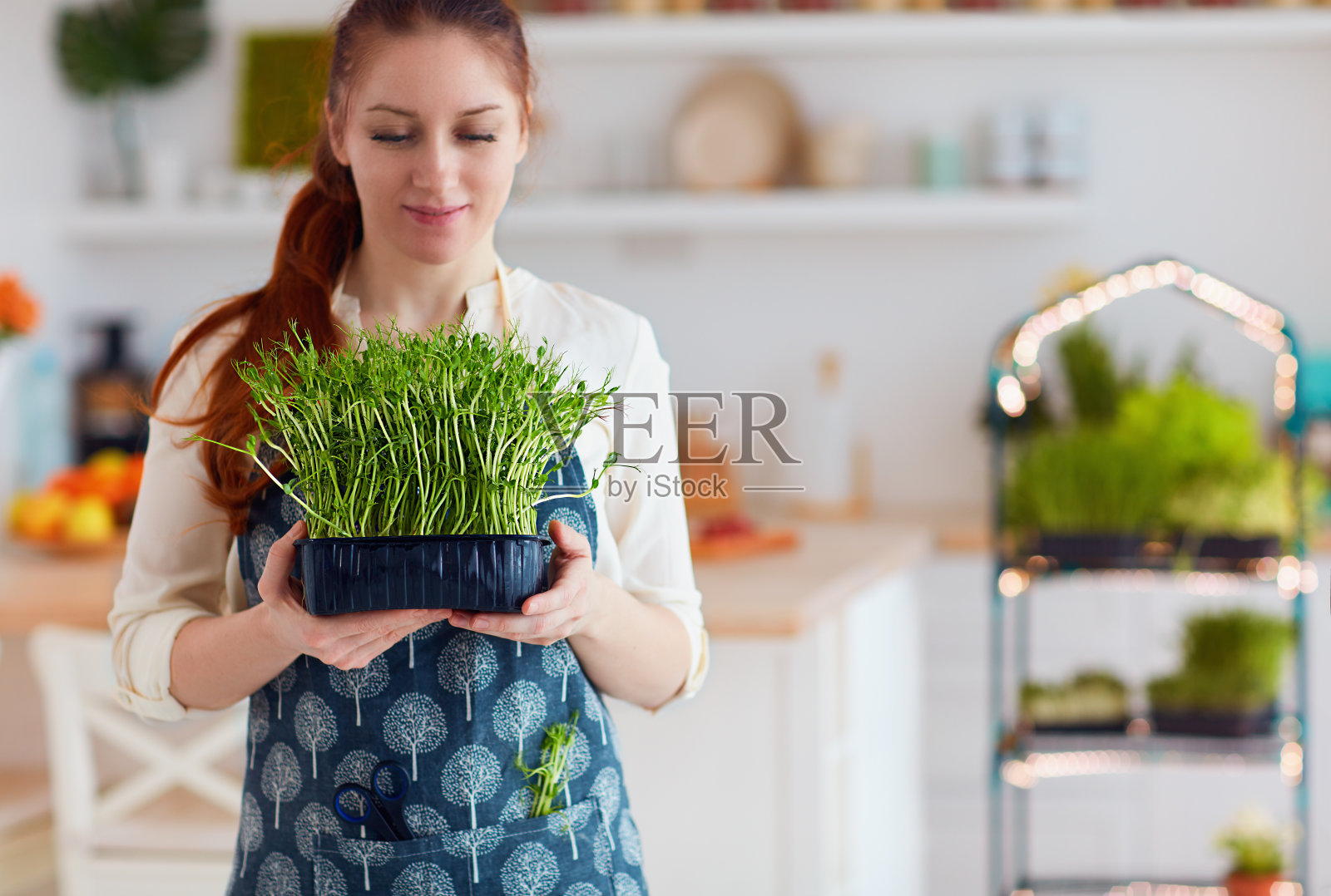 有机食品种植，家庭厨房园艺，微绿芽温室照片摄影图片