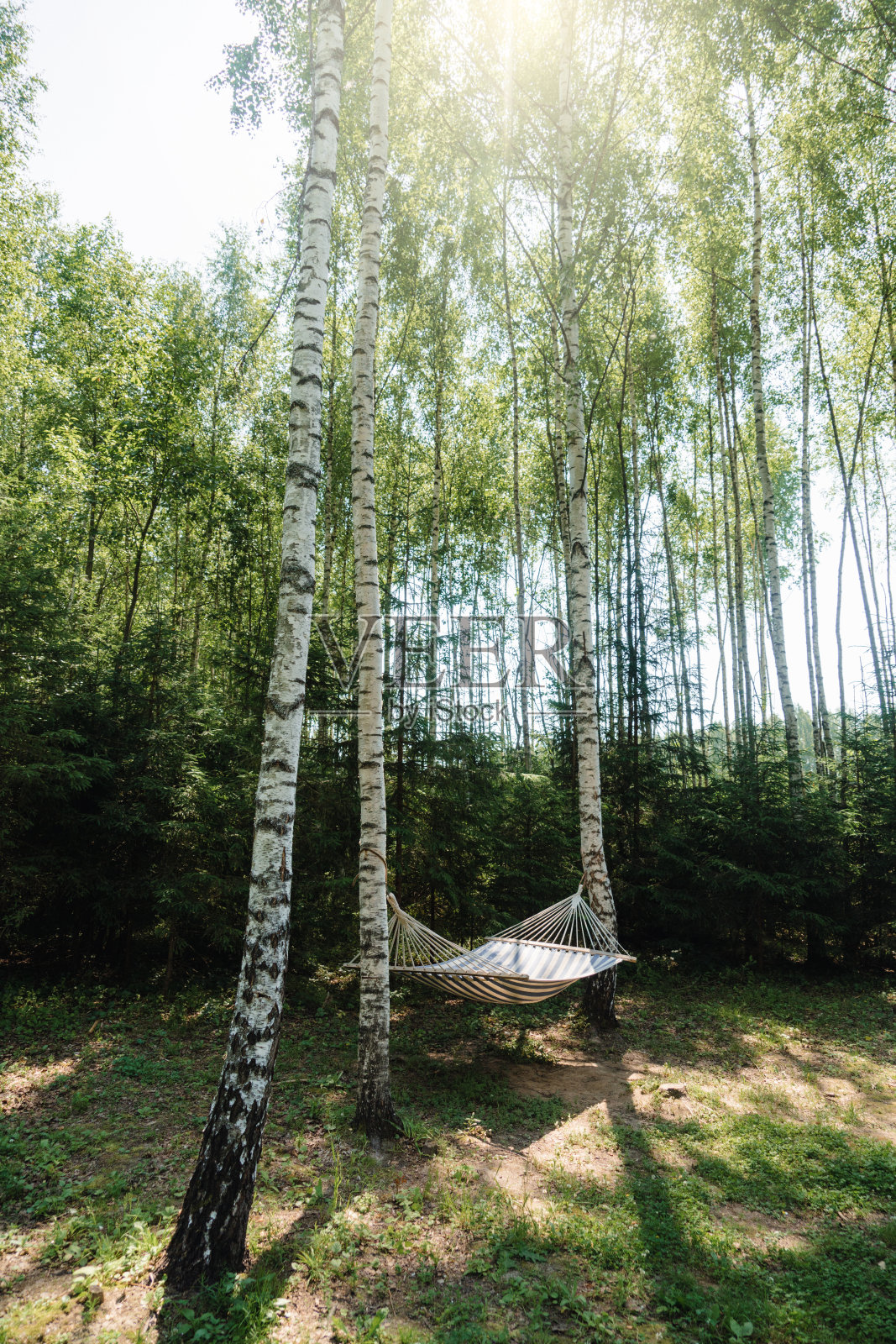 森林里的吊床照片摄影图片