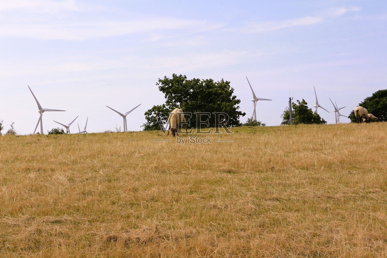 波罗的海的费马恩岛的仲夏时节照片摄影图片