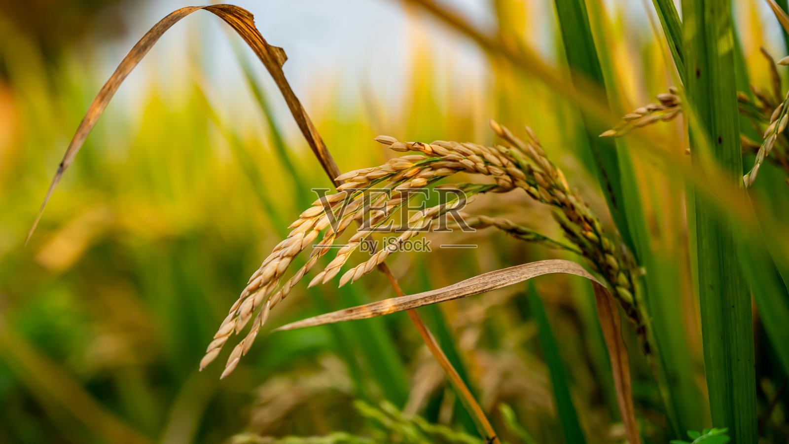 稻田，水稻植物，Oryza sativa，俗称亚洲水稻照片摄影图片